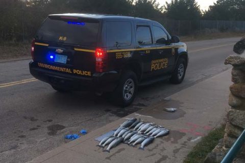 RI DEM with seized illegally harvested striped bass