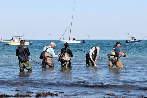 following the striper migration