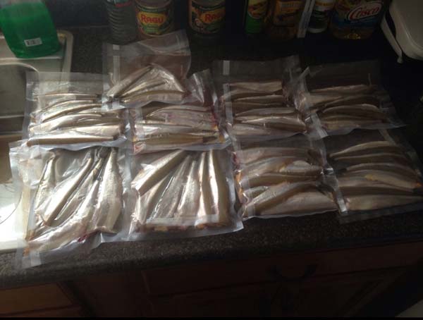 red-hot smelt bite in Maine