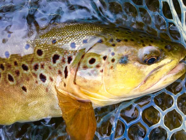 Spring Creek Brown Trout