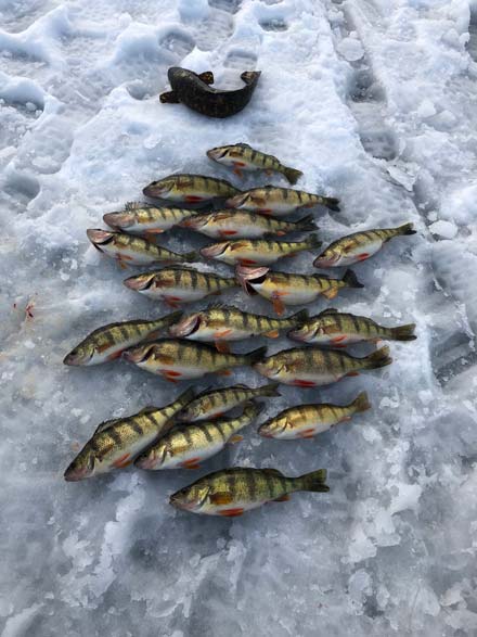Oneida Lake Jumbo perch. 