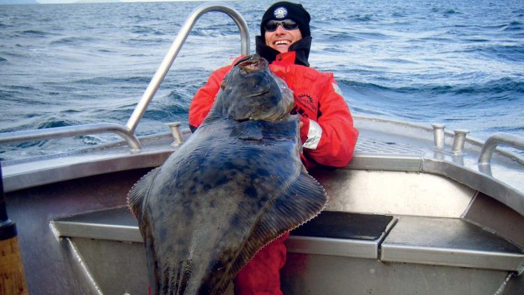Atlantic halibut