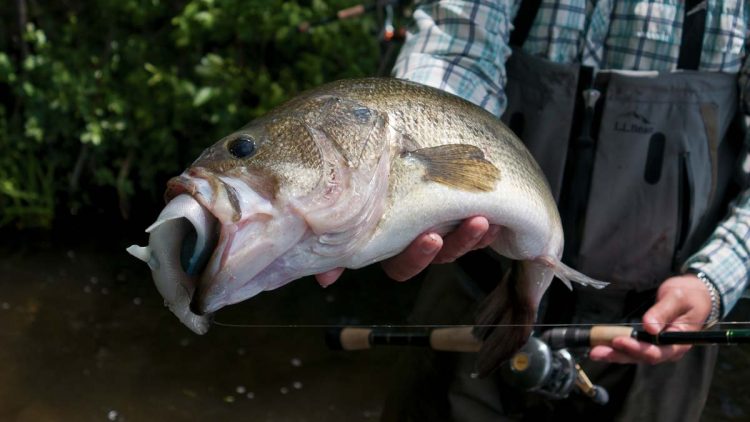 Get Started With Big Swimbaits