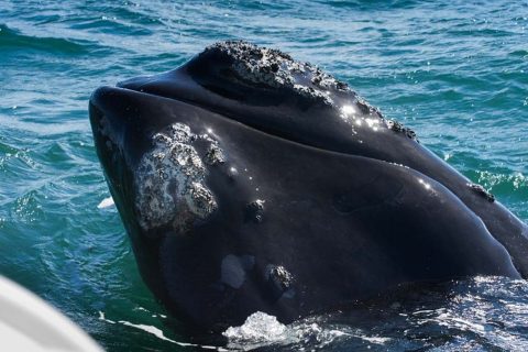 Atlantic Right Whale