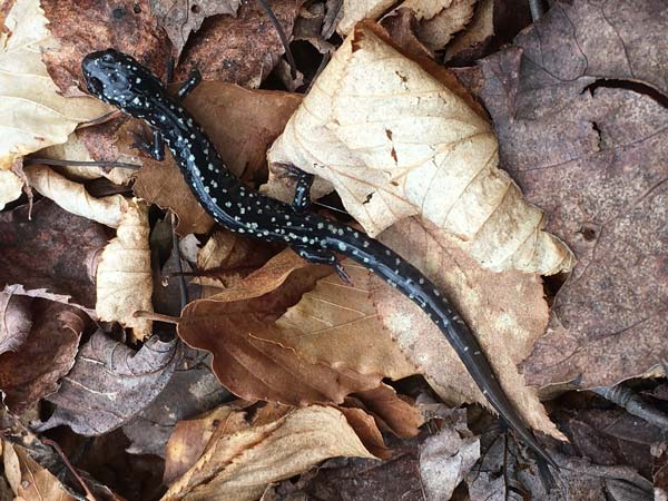 This is the time of year salamanders can be spotted near most ponds and/or waterways!