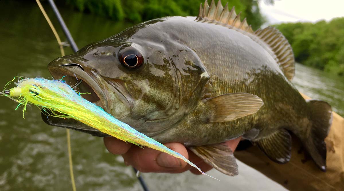 The Best Topwater Lures and How to Fish Them – MONSTERBASS