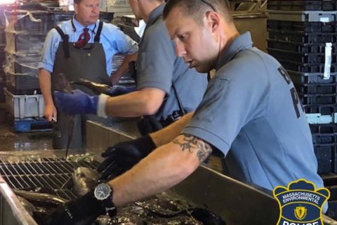 MA EPO counting illegally harvested scup