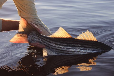 striped bass release