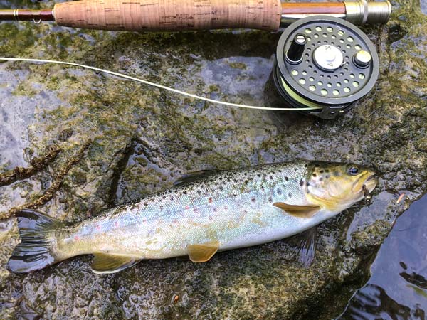 Wild Stream Brown Trout On A Fly.