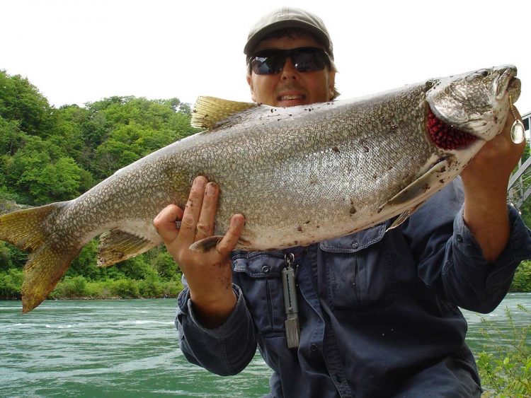 Mike Rzucidlo is still catching some big trout along Artpark!