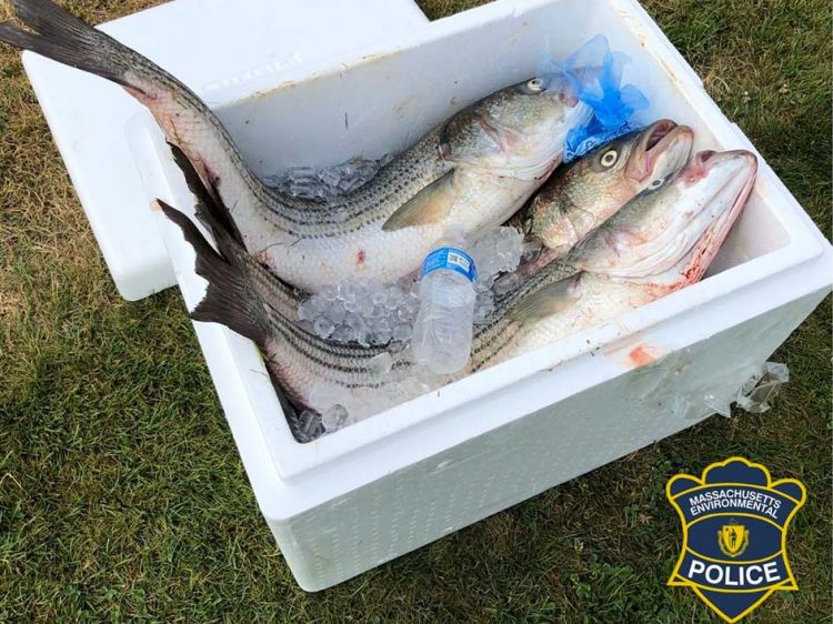 Cape Cod Canal-poachers
