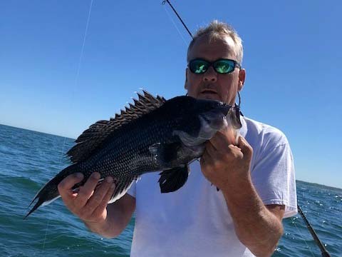 Block Island sea bass