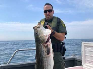 DLE boarded vessels from New York and Delaware & found the captains of both boats to be in illegal possession of striped bass in the EEZ.