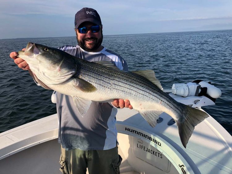 Captain Mike Roy's customer striped bass