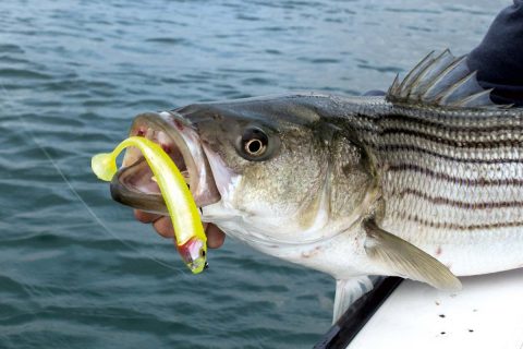 Storm 360GT Searchbait