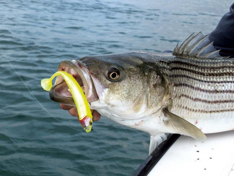 Storm 360GT Searchbait