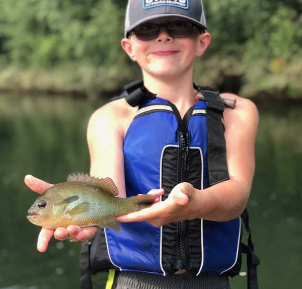 Susquehanna River bluegill