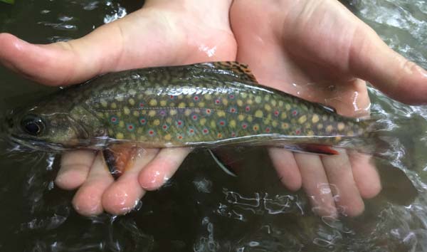Close up of one of Logan’s brook trout