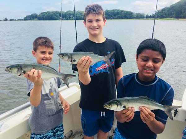 Captain Stu of Northport charters reported nice porgies & cocktail blues in the bay.