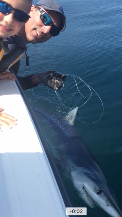 Luciano's blue shark