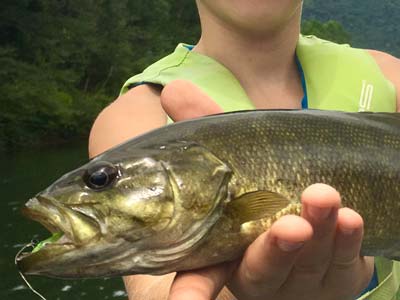 Susquehanna smallmouth bass