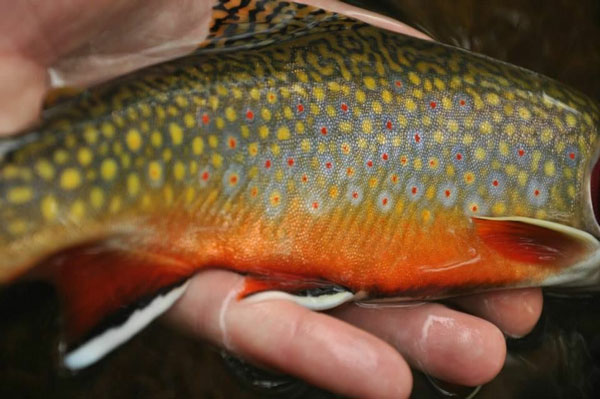 mountain stream trout