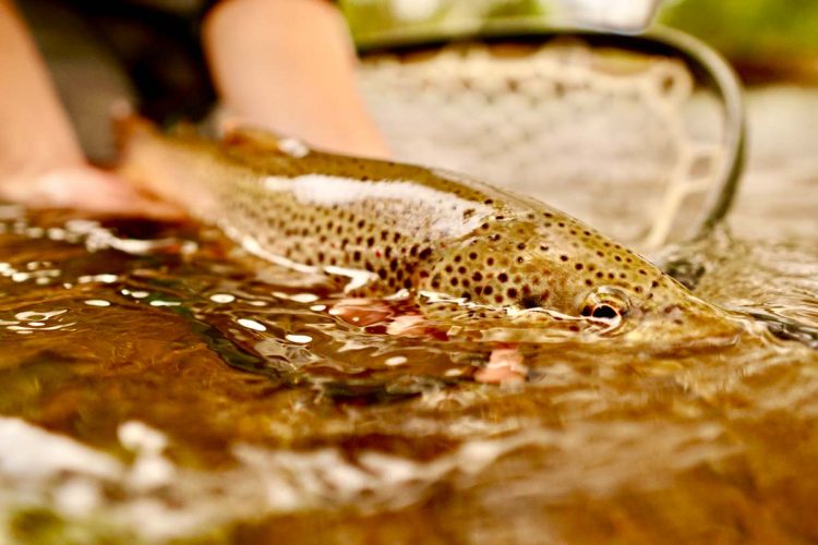 brown trout