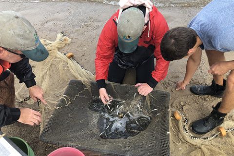 Above Average Striped Bass Spawn indicated by Maryland Survey