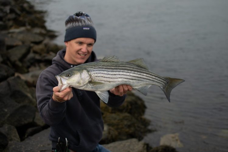 schoolie striped bass