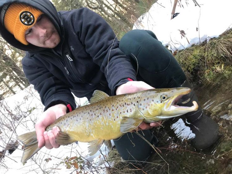 James Sacco brown trout