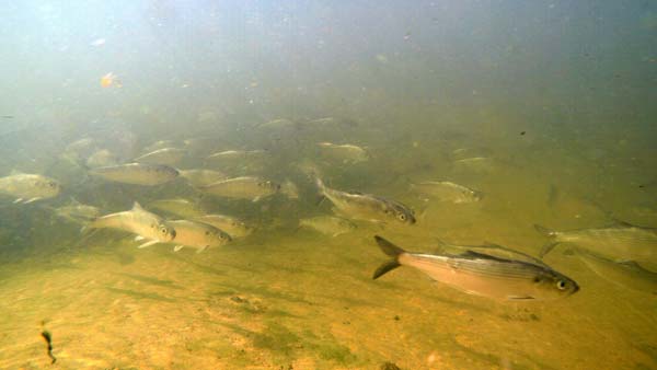 alewives