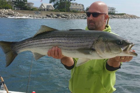 NH striped bass