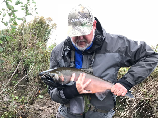 Salmon River's tributary coho salmon