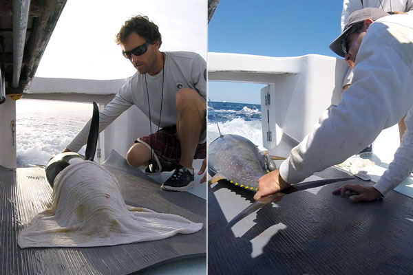 Yellowfin tagging release