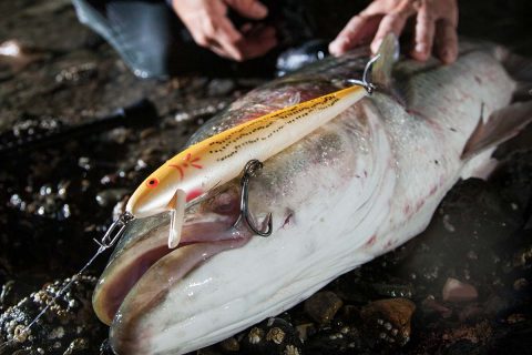 Striped bass on Cotton Cordell Red Fin