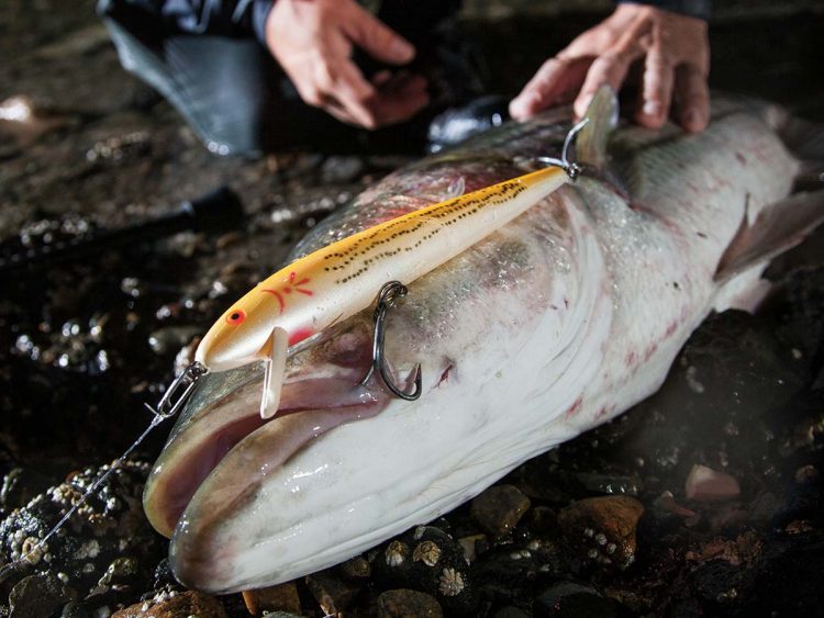 Striped bass on Cotton Cordell Red Fin
