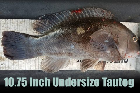 Tautog Poachers Caught in Cape May, New Jersey