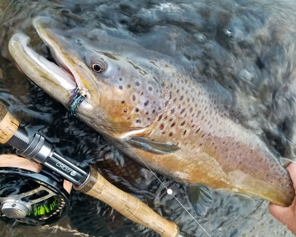 Scott Feltrinelli brown trout