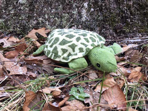 Harris Pond area sea turtle