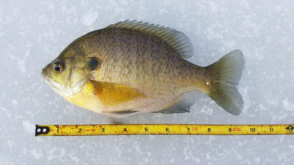 Rose Valley Lake bluegill