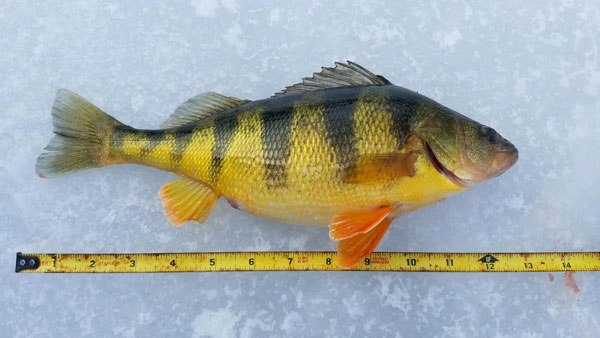 Rose Valley Lake yellow perch