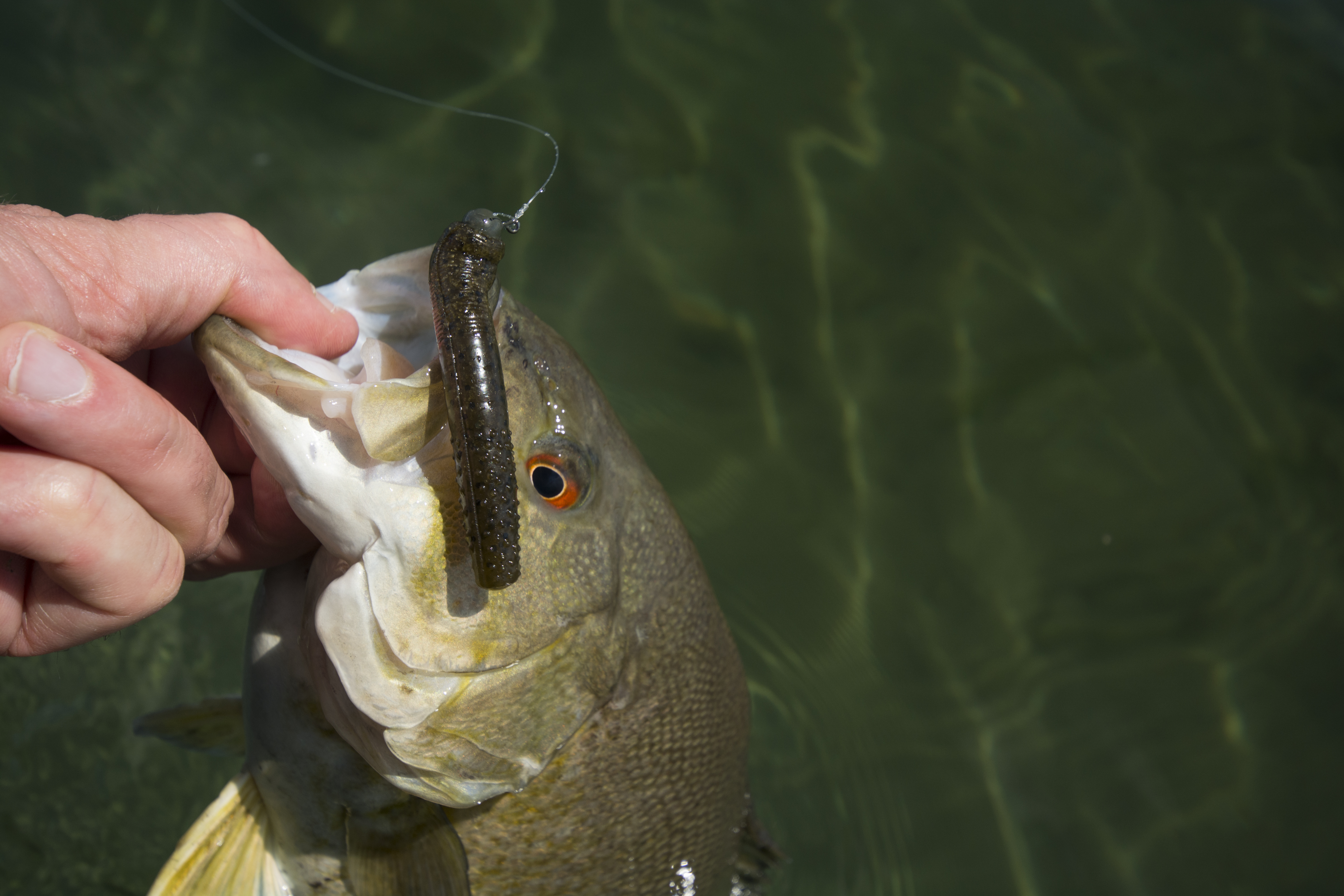Fluorocarbon line and Midwest finesse fishing - In-Fisherman