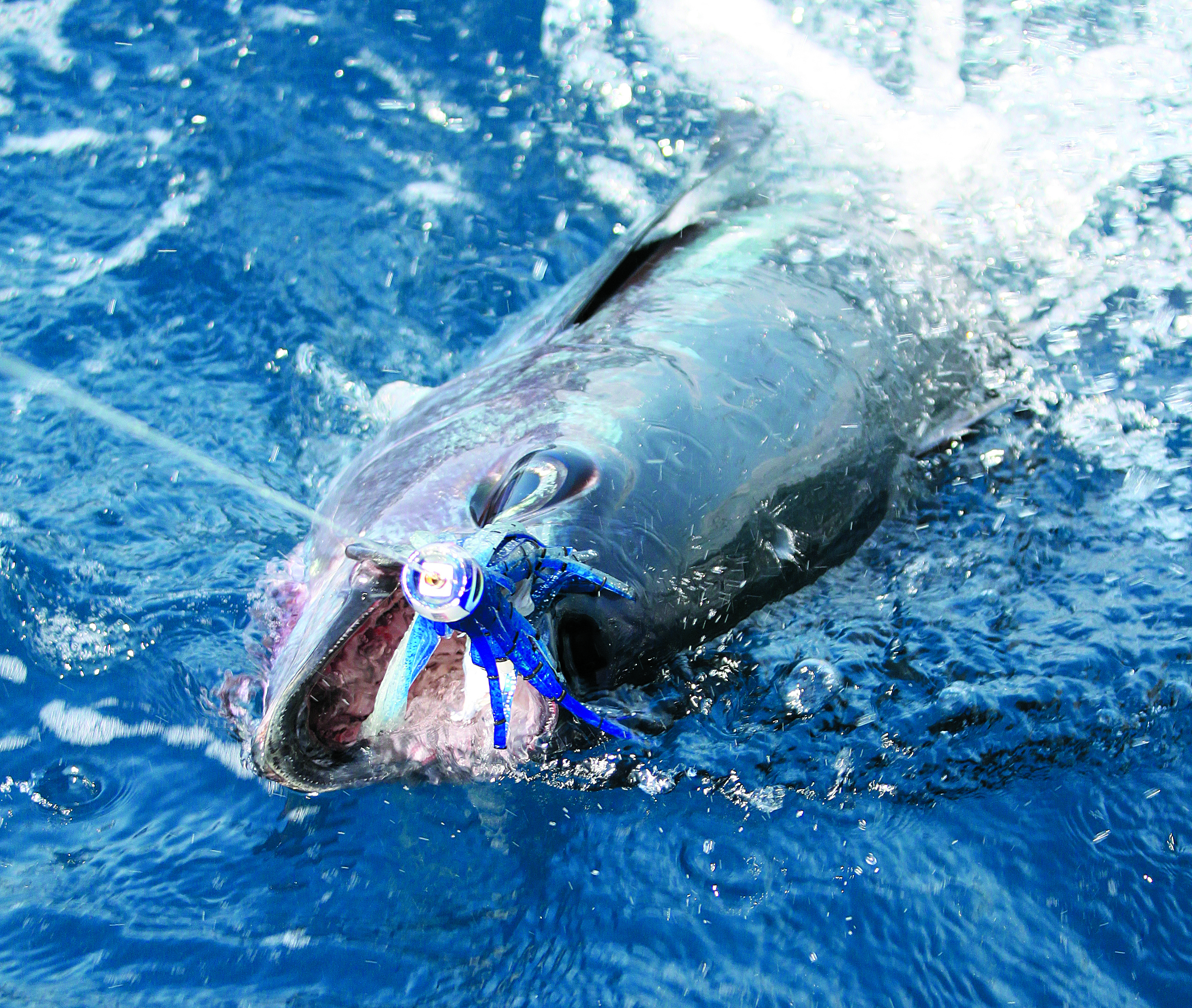 Our range of tuna lures has been nailing all kinds of tuna for