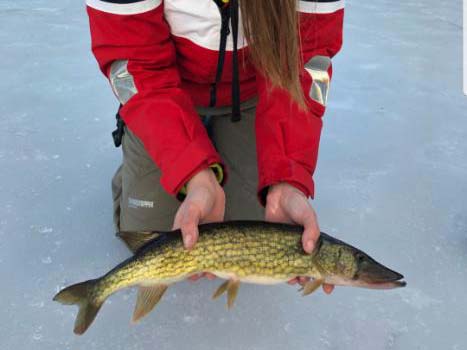 Greater Boston pickerel