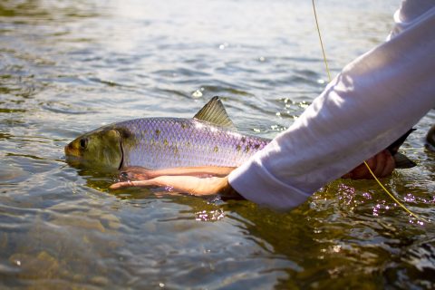 The Miniature Tarpon of the Delaware River