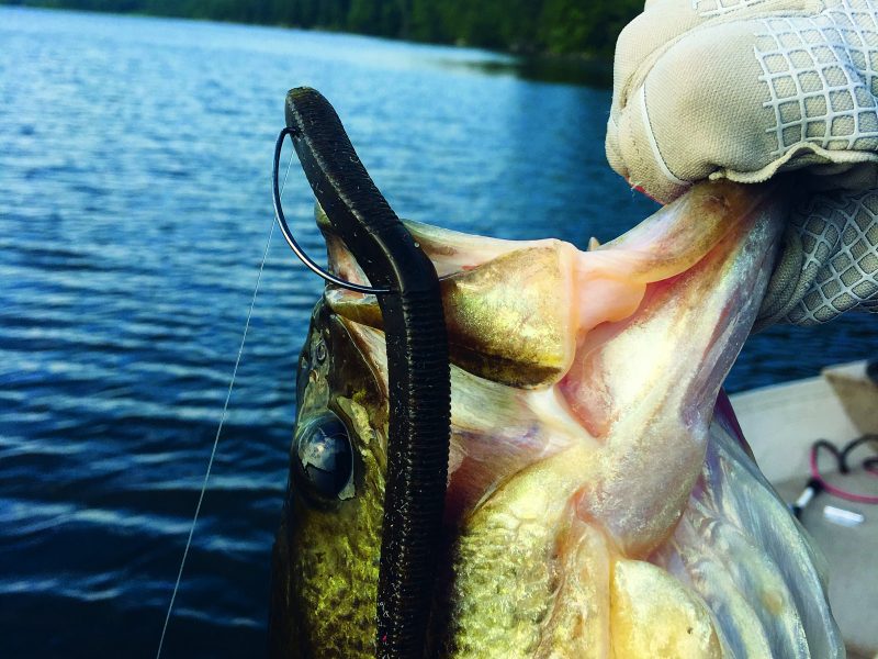 5 Best Bass Fishing Worms For Catching Numbers and Giants!