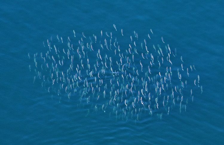 Catch stripers in estuaries, rivers, bays, and the surf by learning about their yearly migration patterns on the Atlantic coast.