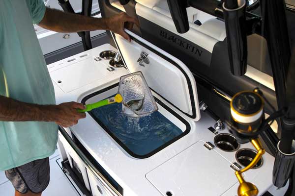 BlackFin 332CC insulated baitwell scoop