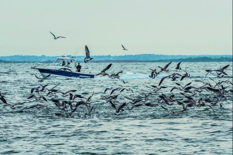 4 Technologies That Have Changed Striped Bass Fishing