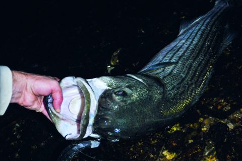 The Big Ones are on the Bottom